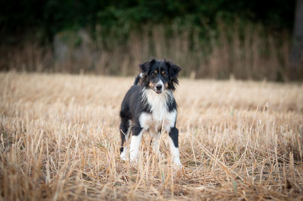 Ruby du Domaine Les Deux Hermines